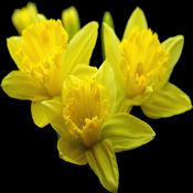 Design it Yourself Flower Bouquet