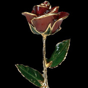 A Burgundy 17Inch 24kt Gold Trimmed Rose