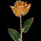 A Peach 17Inch 24kt Gold Trimmed Rose