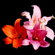 3 Lilies in the colours of your choice