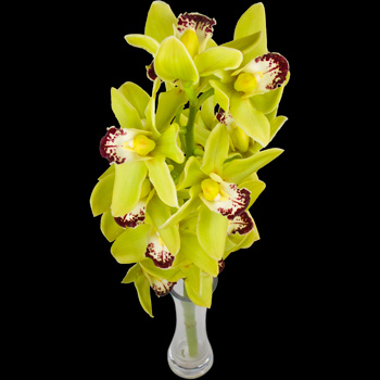 A Single Classic Green Cymbidium Orchid