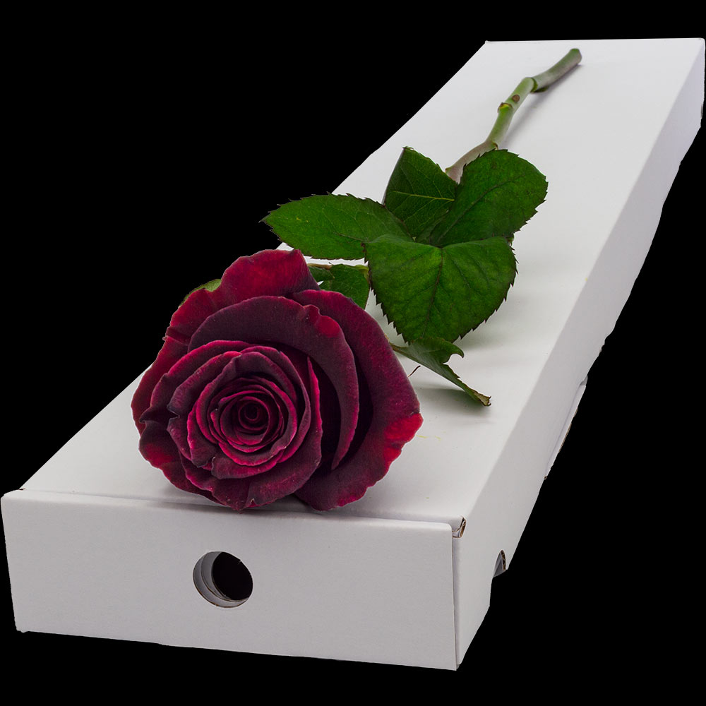 Black Rose Petals