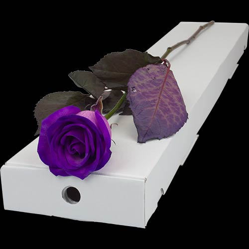 Image result for purple roses images