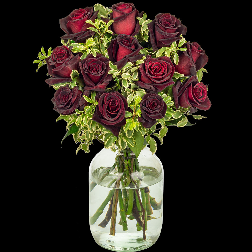 12 Luxury Black Baccara Roses