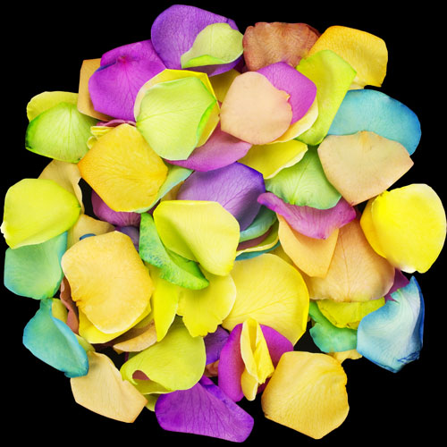 1 Jug of Fresh Happy Rose Petals