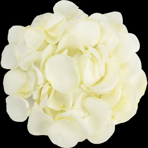 1 Jug of Fresh White Rose Petals
