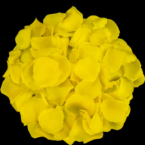 1 Jug of Fresh Yellow Rose Petals