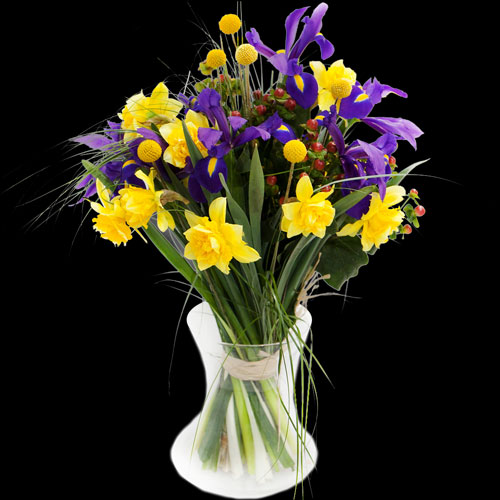 Daffodil Delivery Send Daffodils Buy Daffodils Post Daffodils