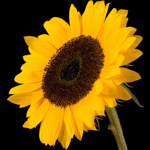 A Single Classic Sunflower