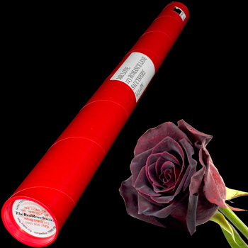 A Single Black Baccara Rose in a Postal Tube