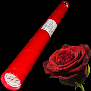 A Single Grand Prix Rose in a Postal Tube