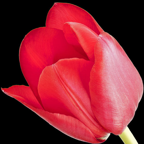 A Single Valentines Day Red Tulip
