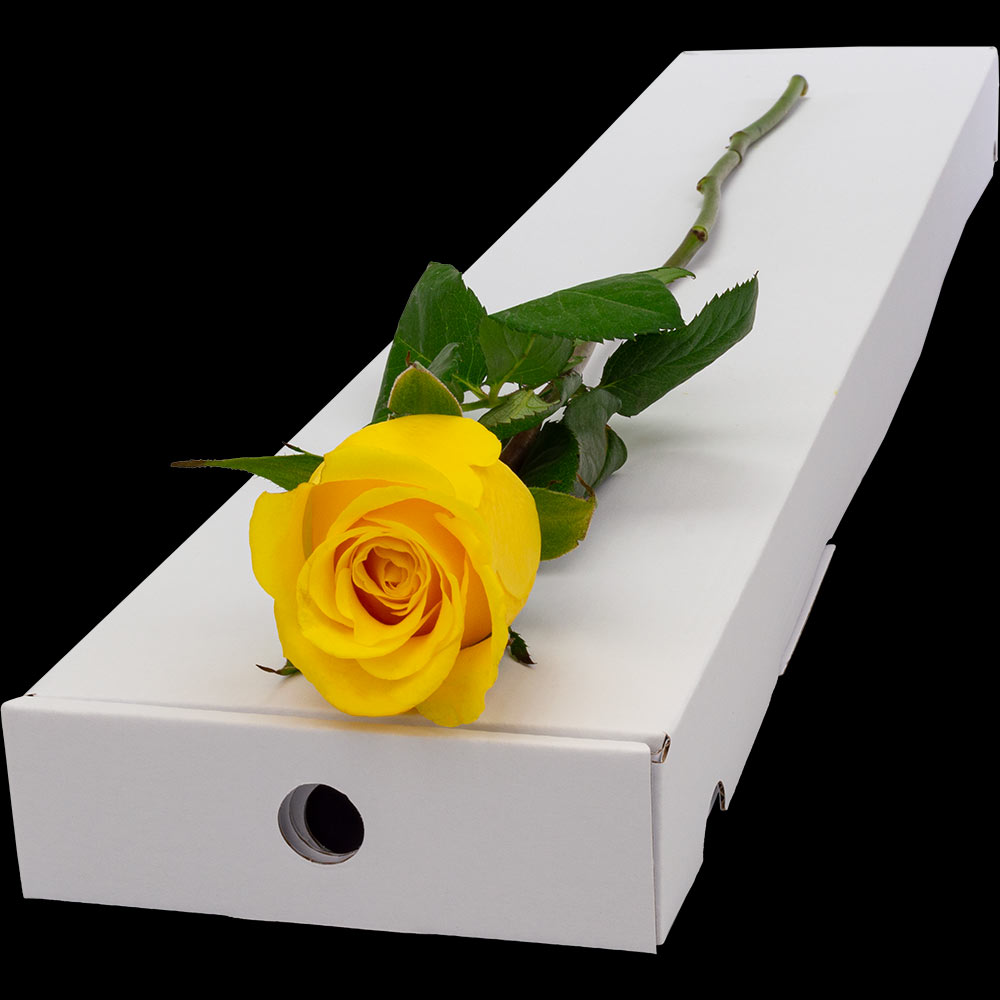 A Single Yellow Rose in a Classic Box