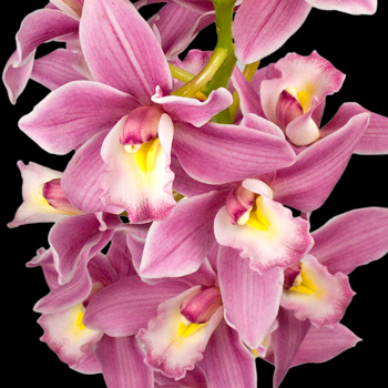 A Bouquet of 2 Classic  Cymbidium Orchids
