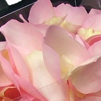 4 Jugs of Fresh Pink Rose Petals