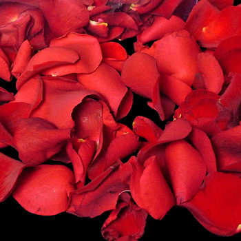 1 Jug of Fresh Red Rose Petals
