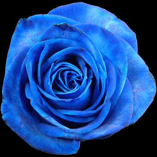 Tinted blue rose delivery straight from our family farm to your loved ones. Get the fresh roses at the best prices by doing business directly with a family run rose farm. Every order is carefully cut and packed only after the order is placed insuring you only get the freshest roses/5().