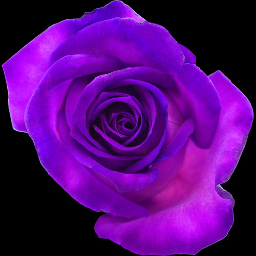Send A Single Purple R...