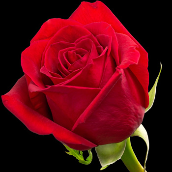 A Single Red Rose and a Huge Treat