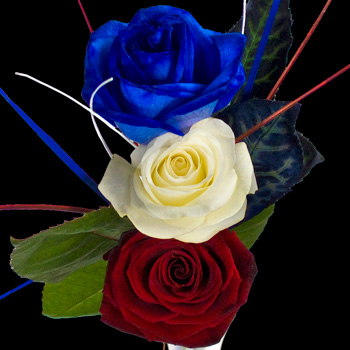 3 Classic Great British Roses