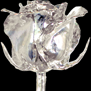 A 17Inch Silver Dipped Rose