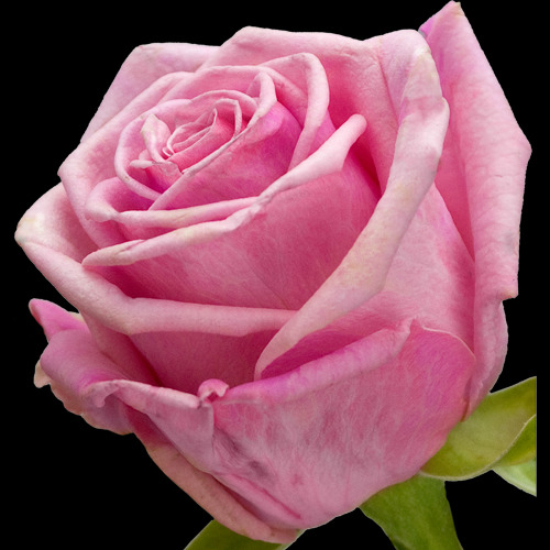 11 Black Baccara Roses and Pink Rose