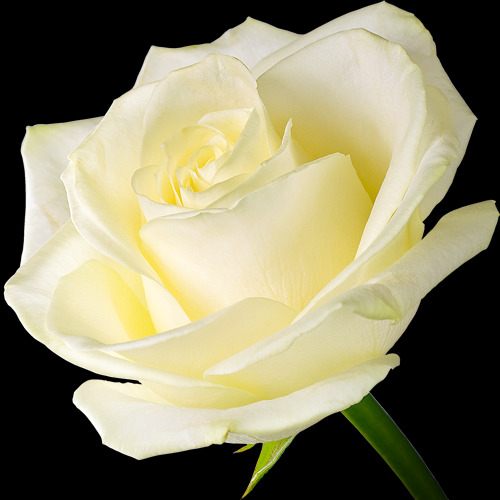 where to buy single roses