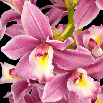 A Bouquet of 2 Classic  Cymbidium Orchids