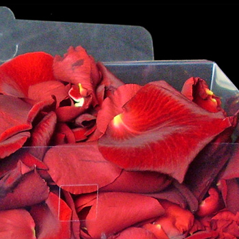 1 Jug of Fresh Red Rose Petals