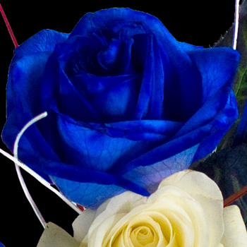 3 Classic Great British Roses