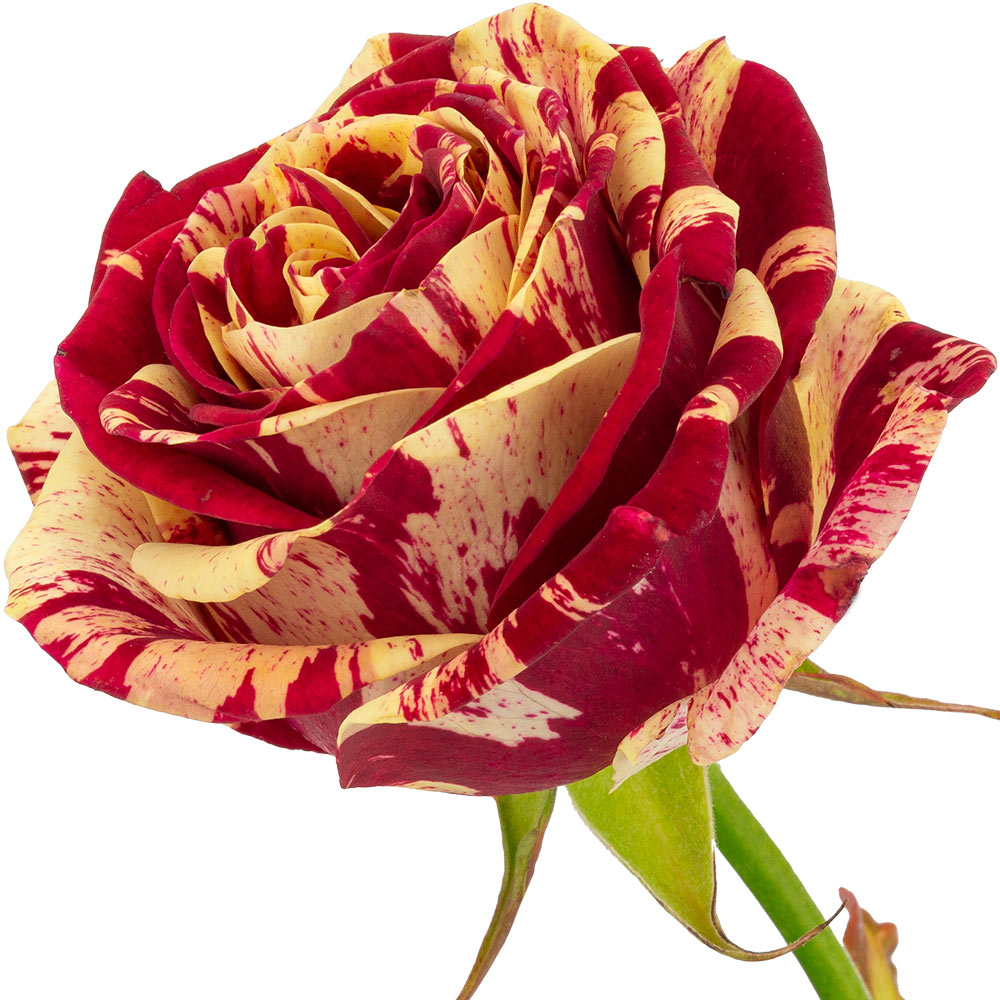 A single Harlequin rose