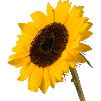 A Single Classic Sunflower