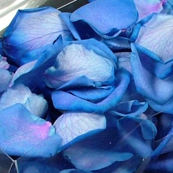 7 Jugs of Fresh Blue Rose Petals