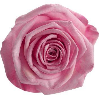 A Single Pink Rose in a Classic Box