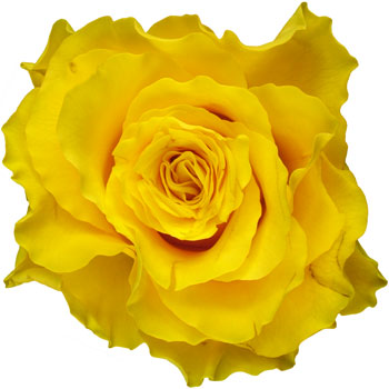 A Single Yellow Rose in a Classic Box