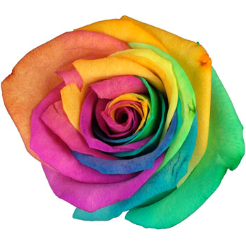 12 Luxury Happy Roses