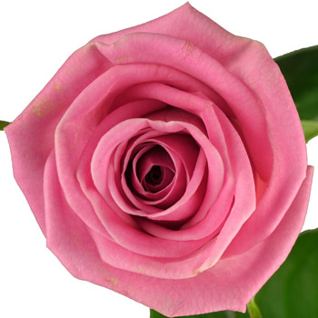 12 Luxury Pink Roses