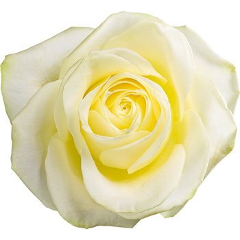 12 Luxury White Roses