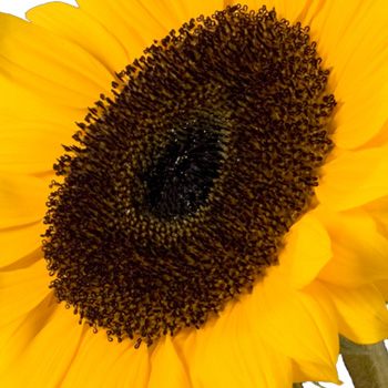 A Single Classic Sunflower