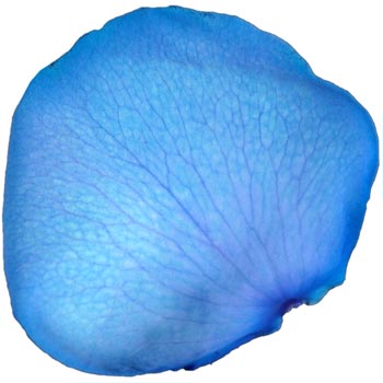 7 Jugs of Fresh Blue Rose Petals
