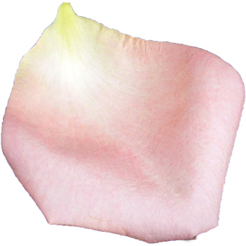4 Jugs of Fresh Pink Rose Petals