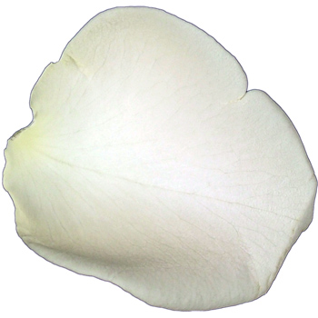 5 Jugs of Fresh White Rose Petals