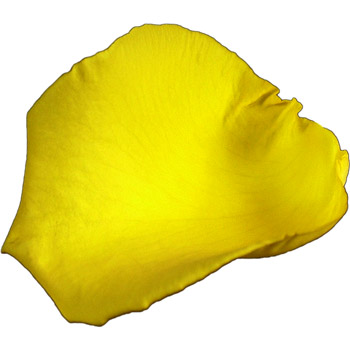 9 Jugs of Fresh Yellow Rose Petals