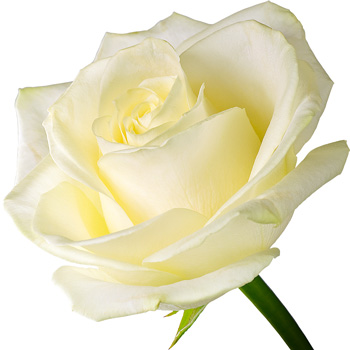 12 Luxury White Roses