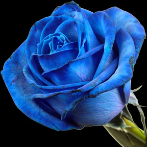 A Luxury Blue Rose Bouquet