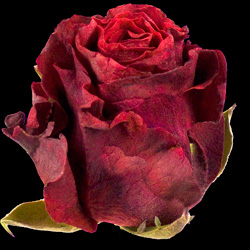 Click here to visit InterPetal the Freeze Dried Floral Specialists