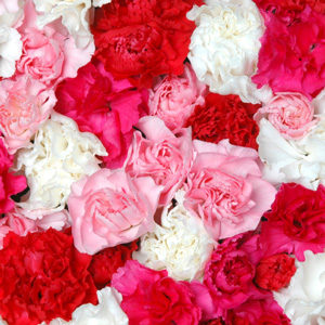 Classic red and white Carnations