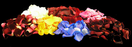 Our Fresh Rose Petals