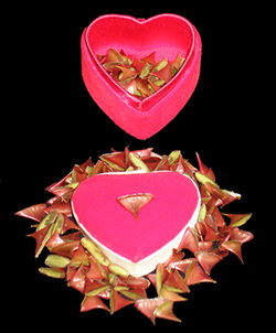 Rose Thorns from the The Thorny Red Rose Thorn Society!