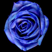 The Blue Rose